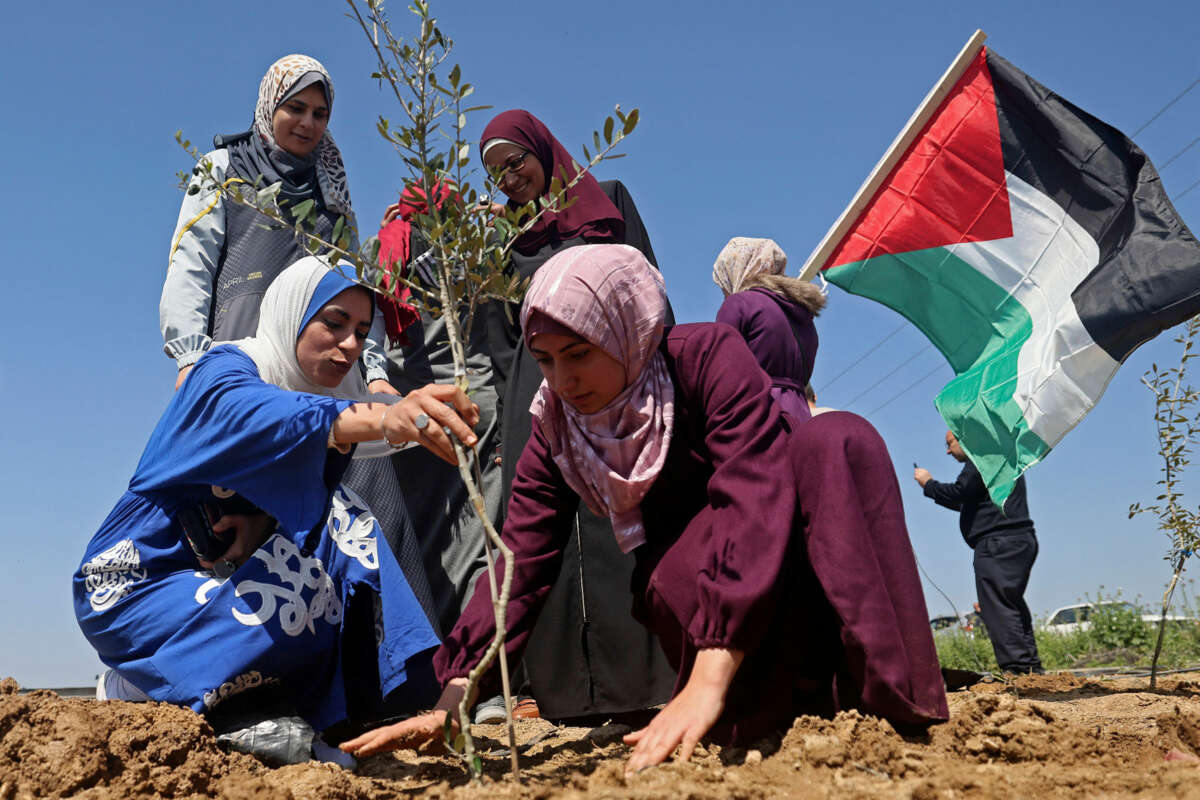 Women in Hijab plant an olive tree sprout as another flies the Palestinian flag behind them