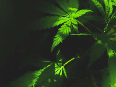 Marijuana leaves under dappled light
