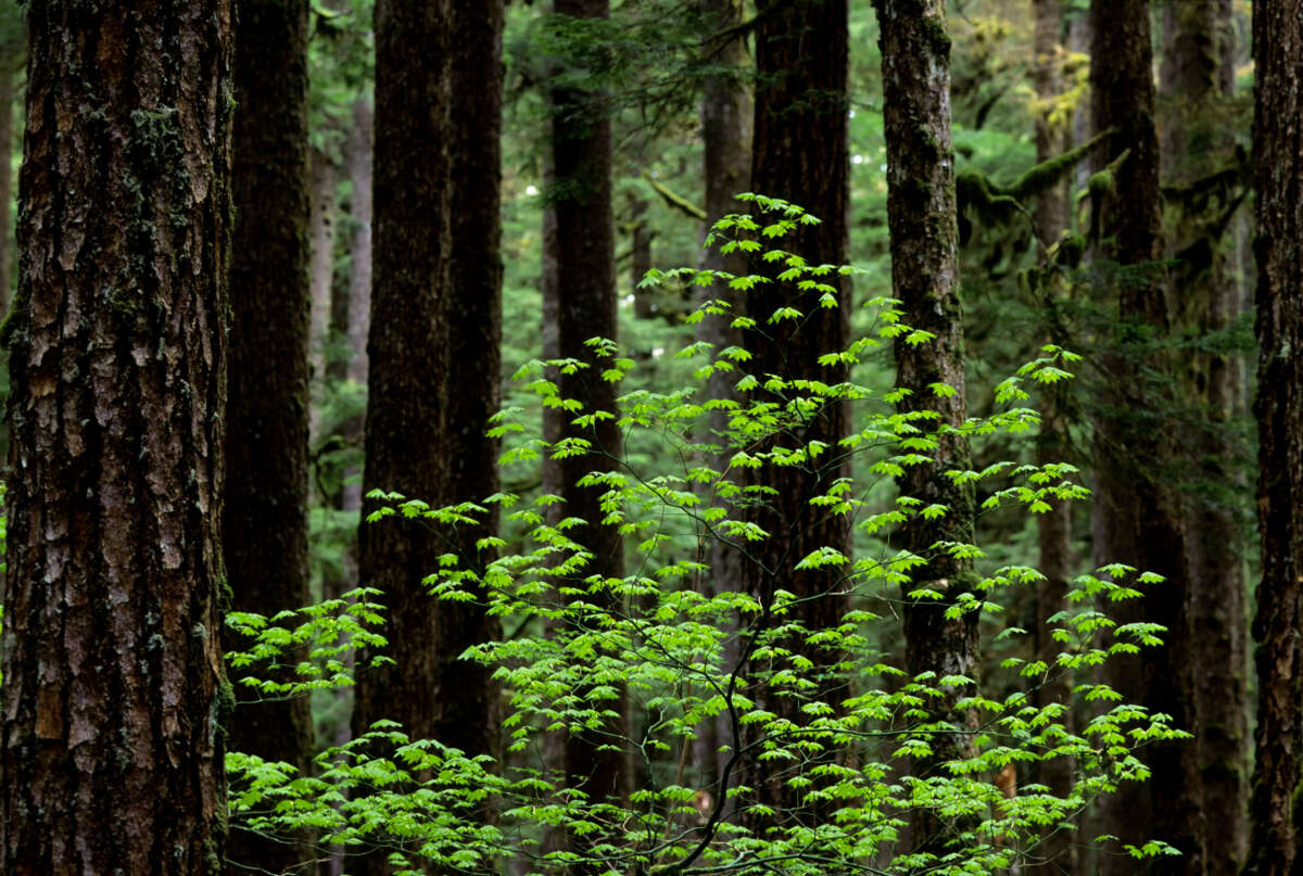 Old-growth forest land is pictured in Olympic National Park, Washington, on January 1, 1991.