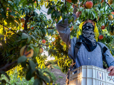 A man clothed to protect himself from the sun harvests peaches