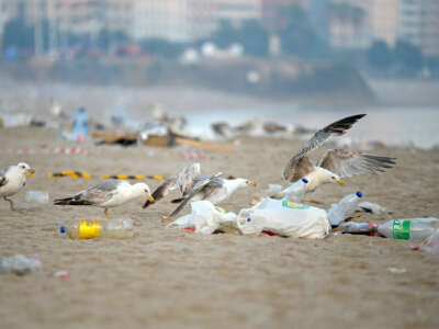 Seagulls feast on plastic at a garbage-littered beach