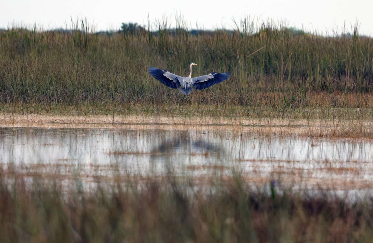 A great blue heron expands it's wings and takes flight in the sawgrass of the Everglades.