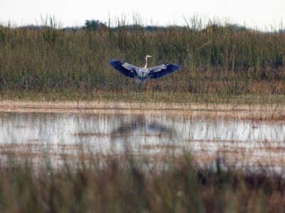 A great blue heron expands it's wings and takes flight in the sawgrass of the Everglades.