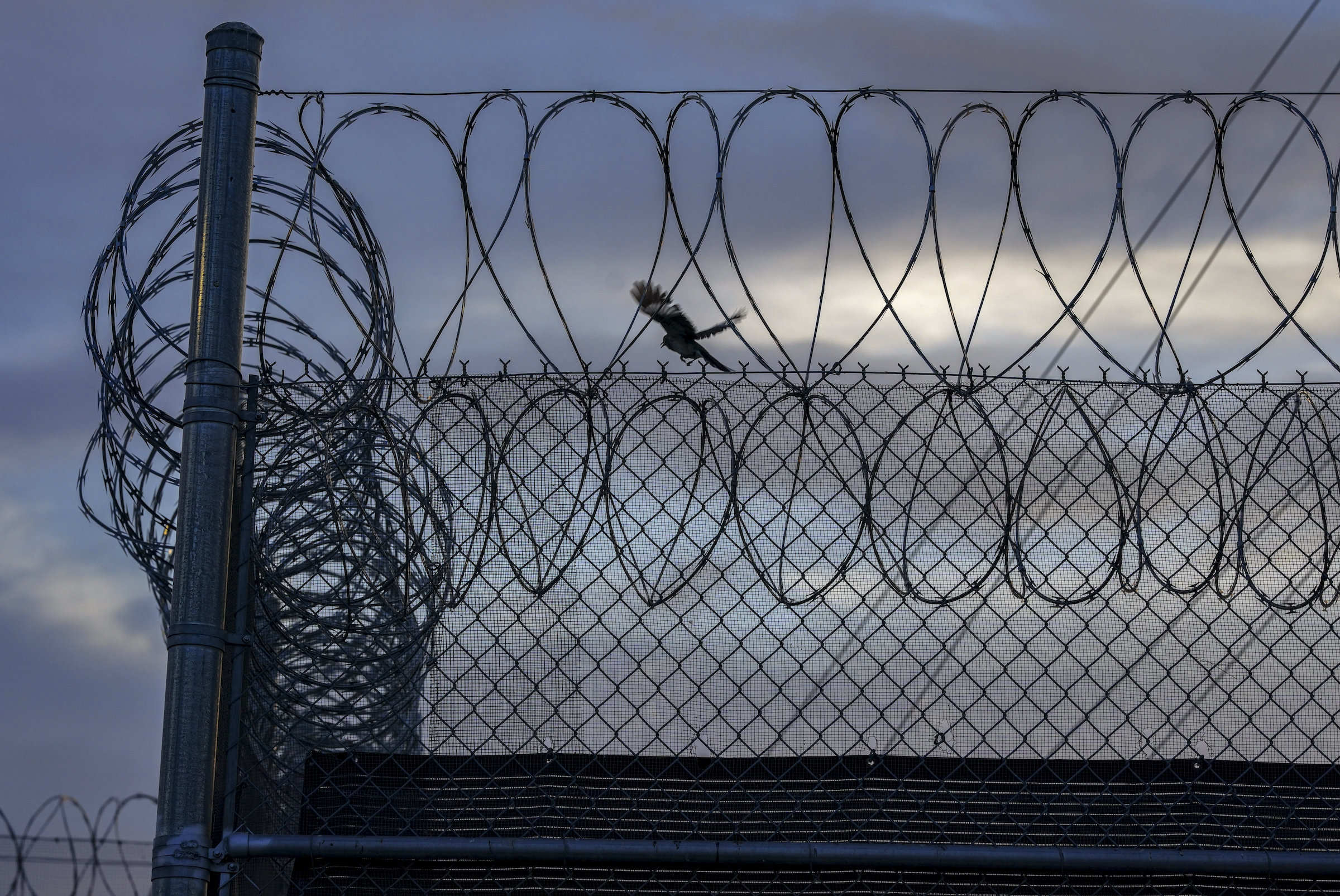 Jail bird? Man on a wire was recently set free