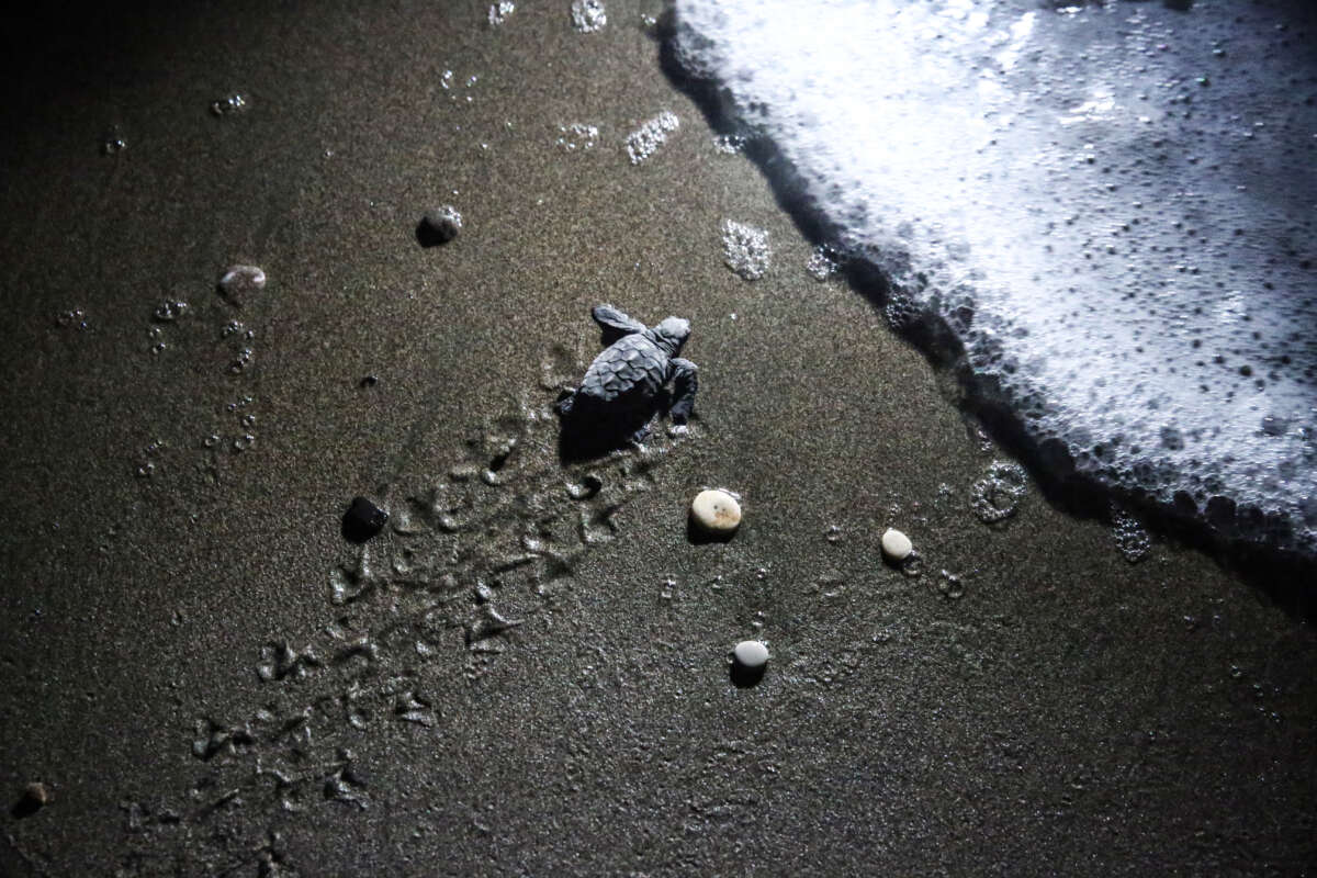 A turtle tries to reach the sea after hatching in Erdemli district of Mersin, Turkiye, on August 27, 2023.