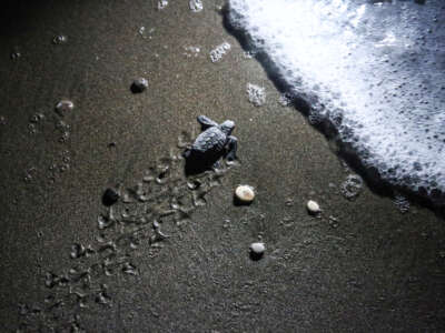 A turtle tries to reach the sea after hatching in Erdemli district of Mersin, Turkiye, on August 27, 2023.