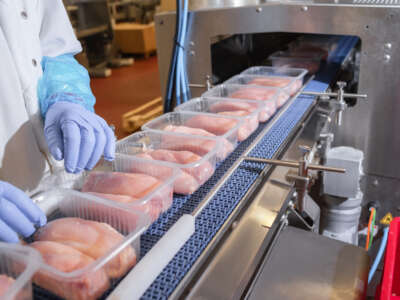 Factory for the production of food from poultry meat. Gloved hands over raw chicken on conveyer belt.