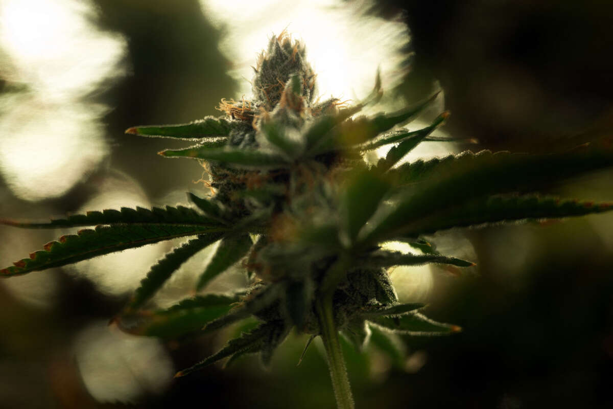 A flowering cannabis plant is seen at the Illicit Gardens production facility in Independence, Missouri, on March 18, 2023.