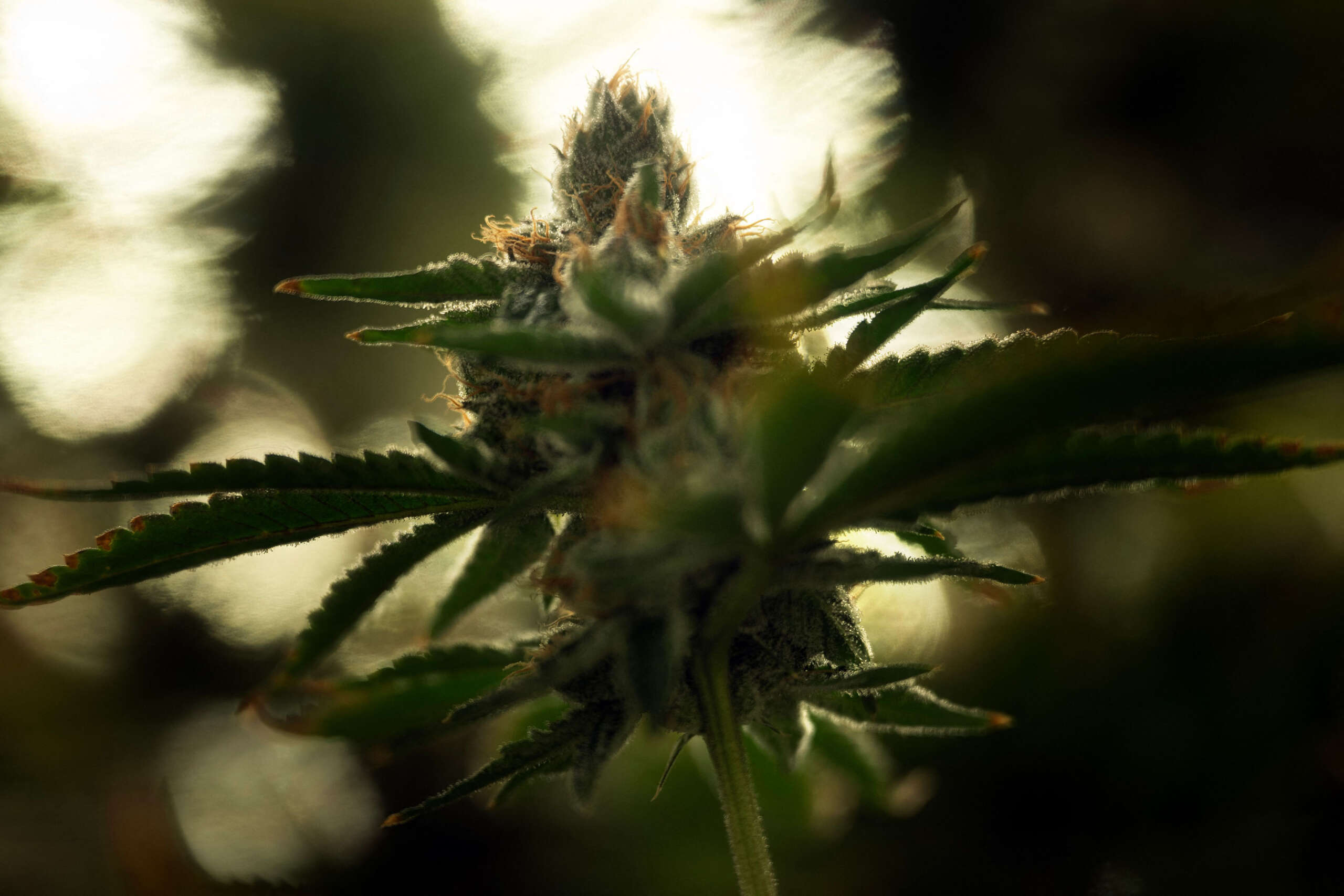 Poll Finds 70 Percent of Americans Back Legal Recreational Marijuana Use - Vimarsana News