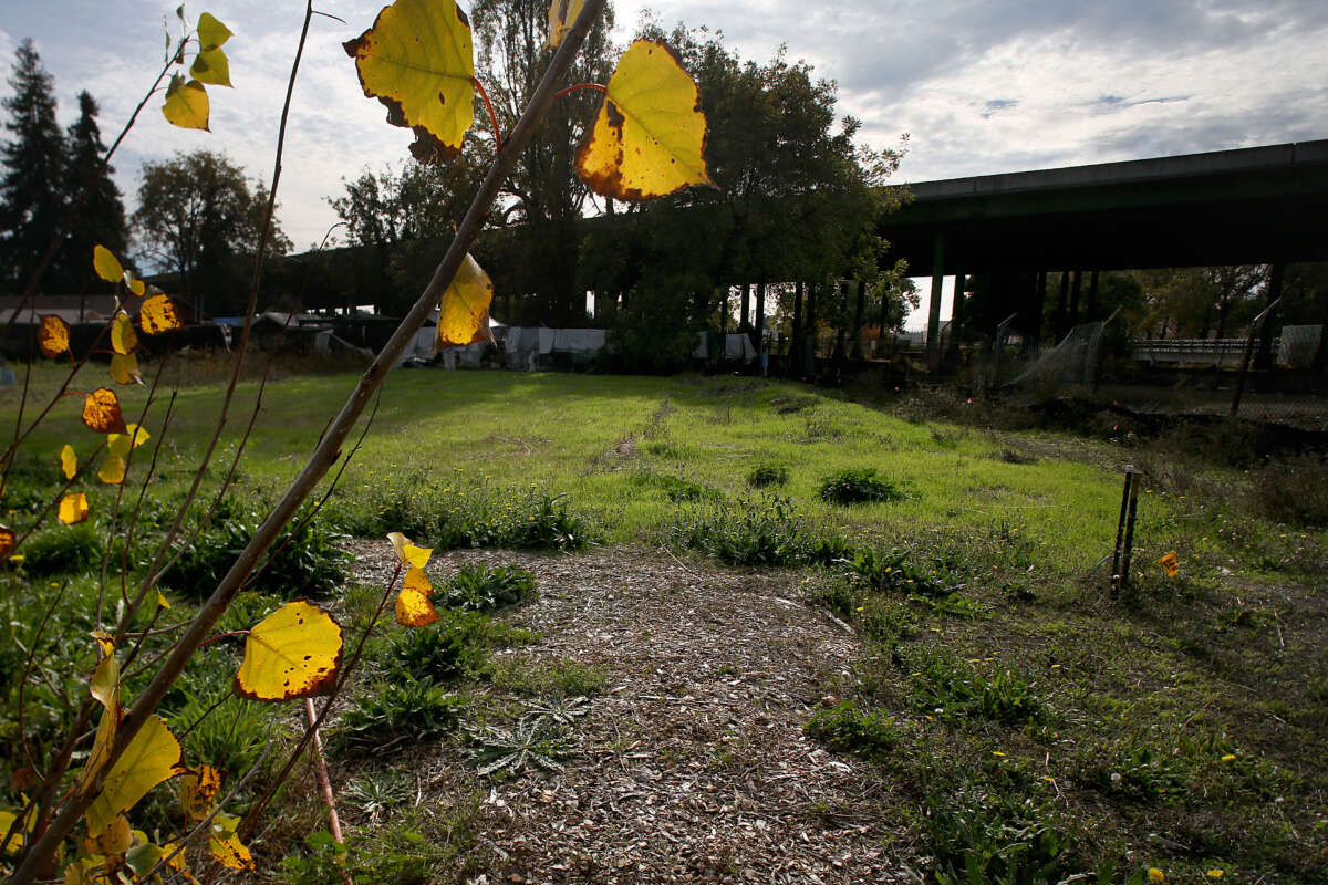 Land rematriated by the Sogorea Te` Land Trust is pictured within the two-acre plot of Planting Justice on November 22, 2017, in Oakland, California.