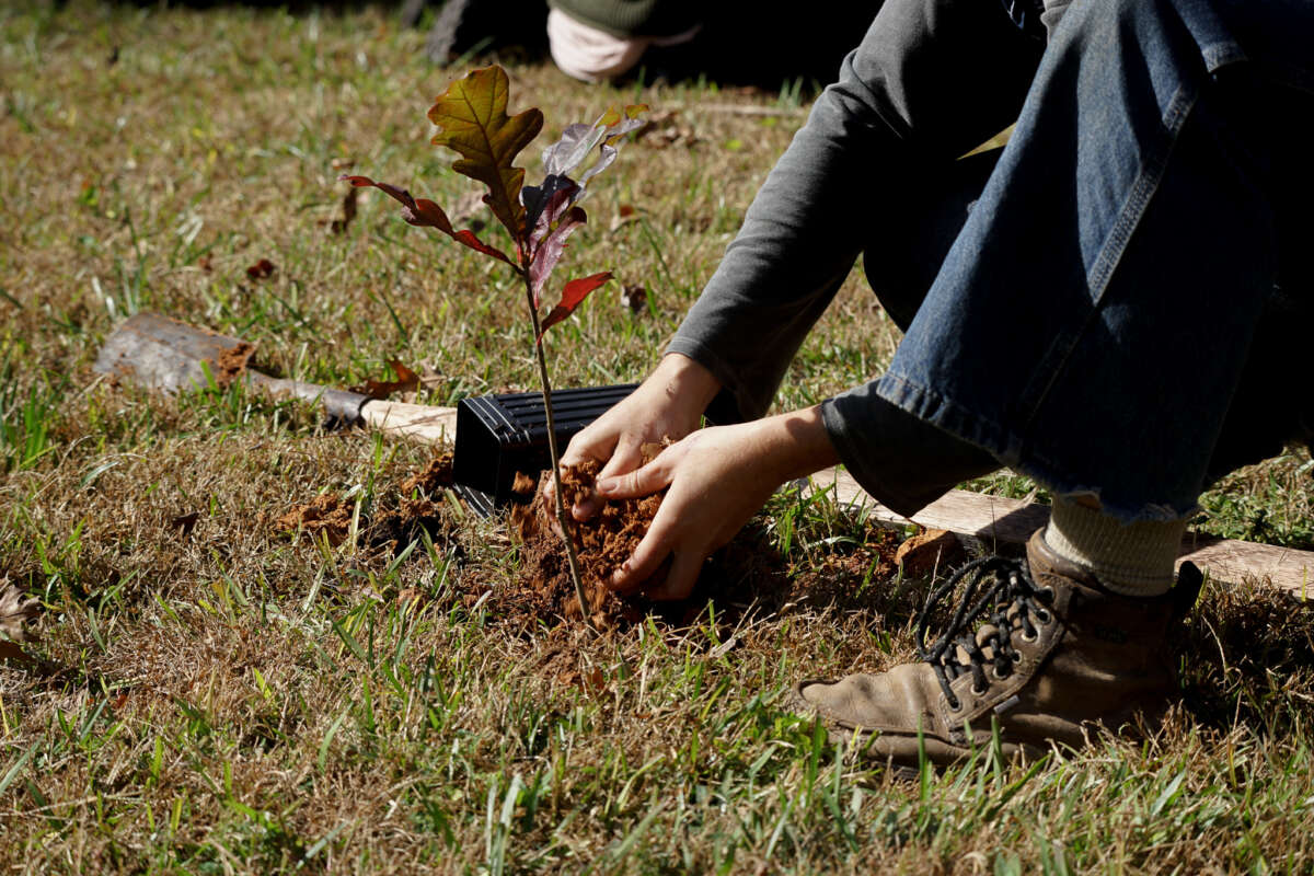 Un activista de Block Cop City planta un roble nativo cerca del sitio de construcción de Cop City el 13 de noviembre de 2023.