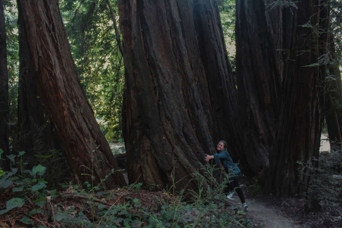 Eleanor hugs a giant redwood tree, her arms barely wrapping around a fifth of the tree.