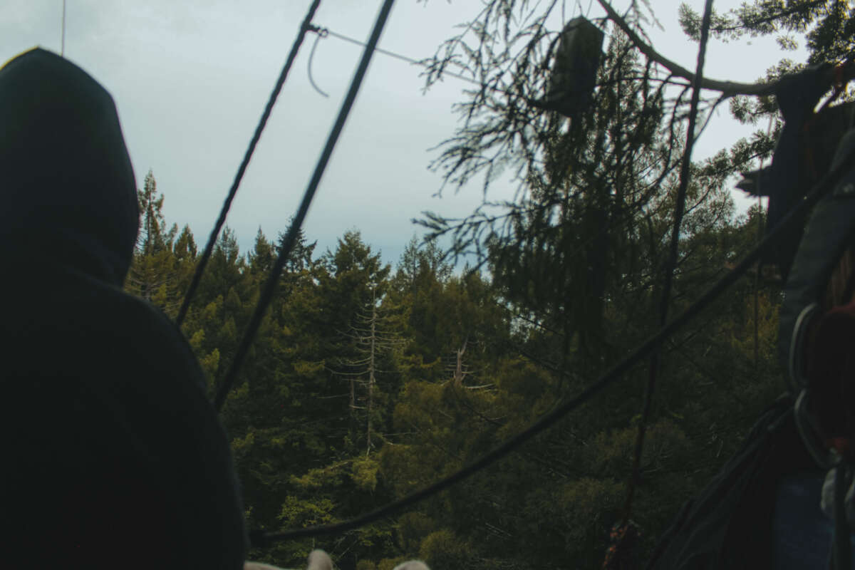 Atop a redwood tree sit platform, a tree sitter looks out across the forest towards the Pacific Ocean.