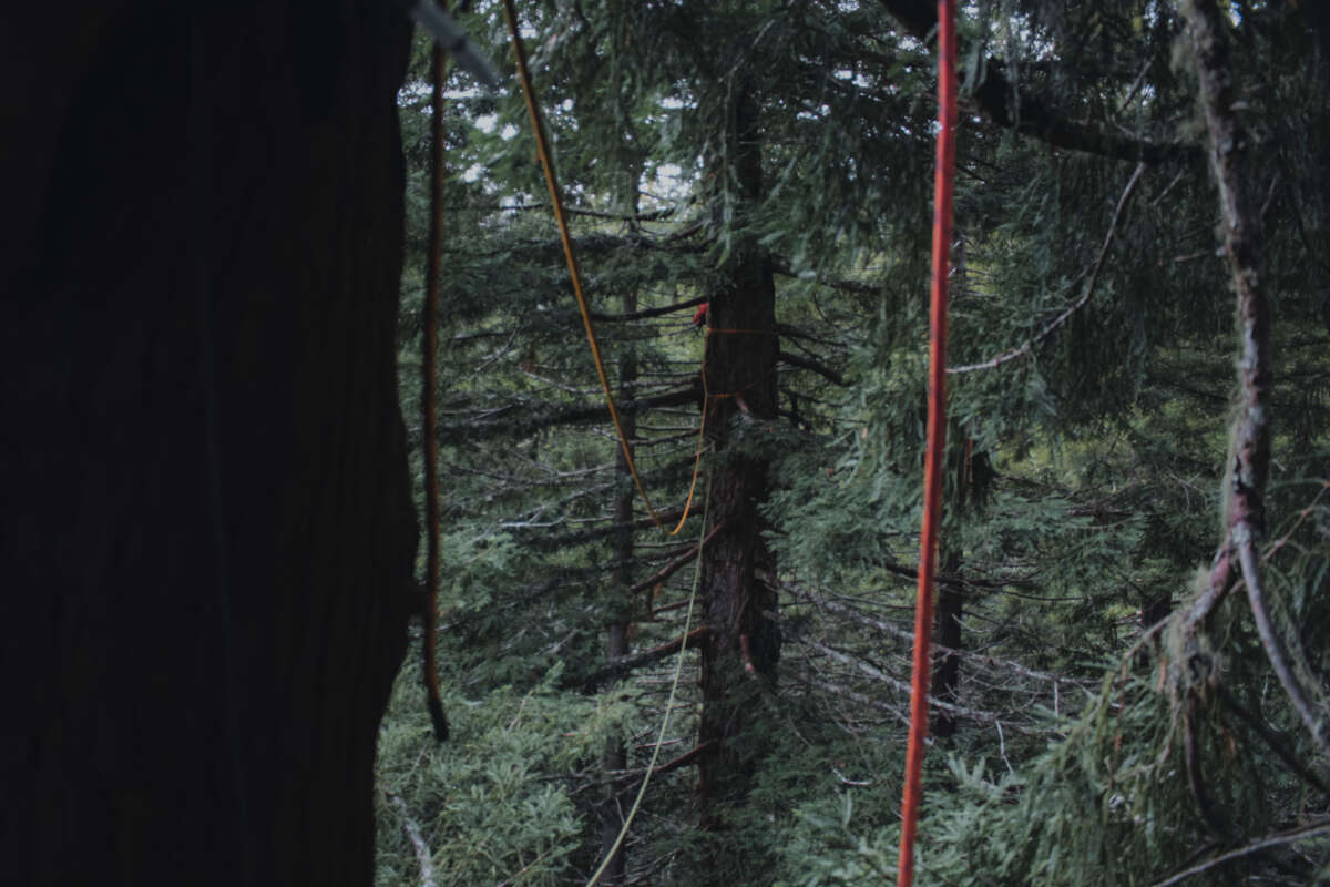Ropes drape from one tree sit in order to connect to various other trees thereby protecting more trees with fewer tree-sitters.