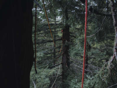 Ropes drape from one tree sit in order to connect to various other trees thereby protecting more trees with fewer tree-sitters.