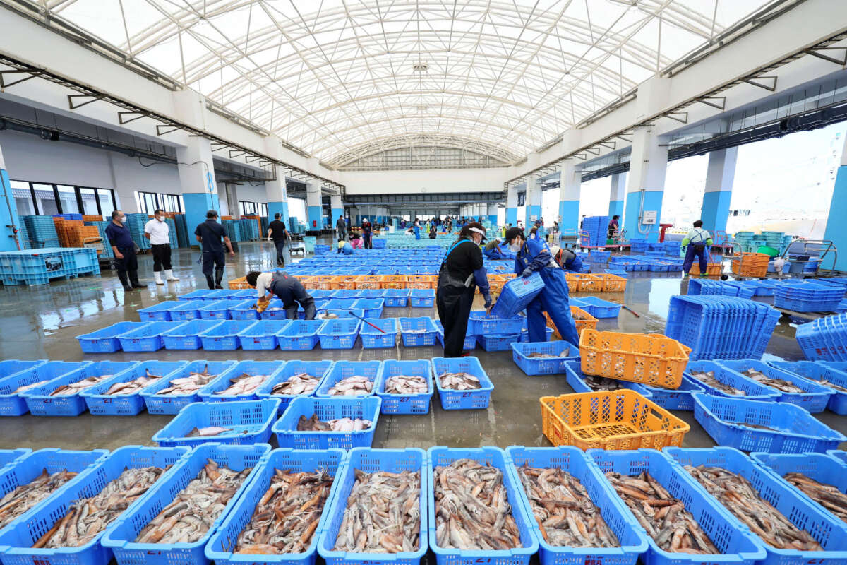 Fishery workers sort out seafood caught in offshore trawl fishing at Matsukawaura port in Soma City, Fukushima prefecture, on September 1, 2023, about a week after Japan began discharging treated wastewater from the TEPCO Fukushima Daiichi nuclear power plant.