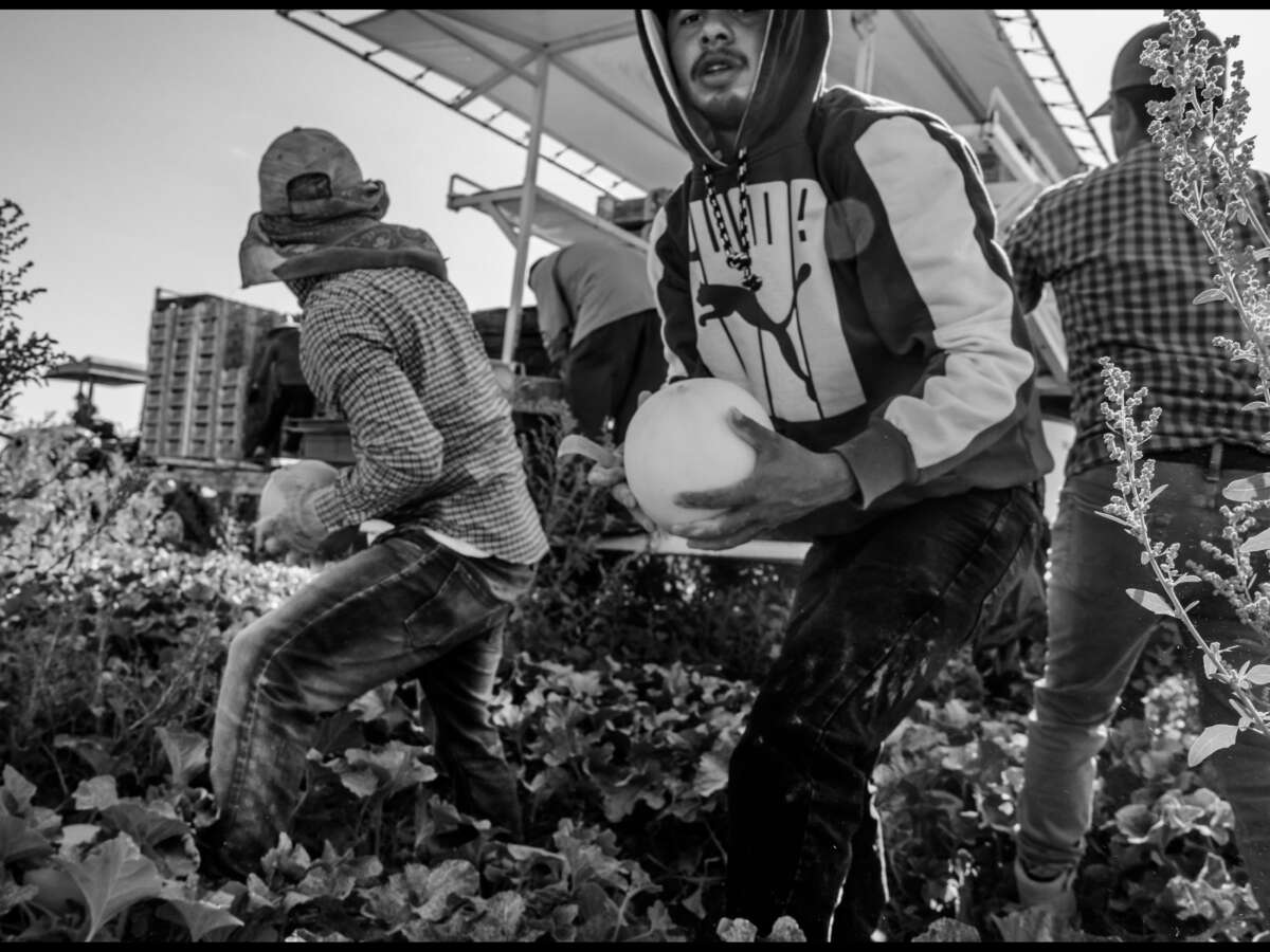 Biden Is Paying Growers to Replace Farmworkers With Bracero Contract Labor