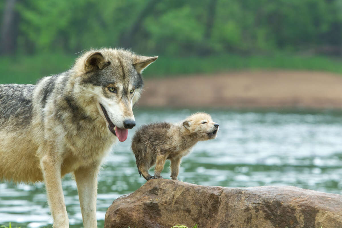 A gray wolf and pup are pictured in Minnesota.