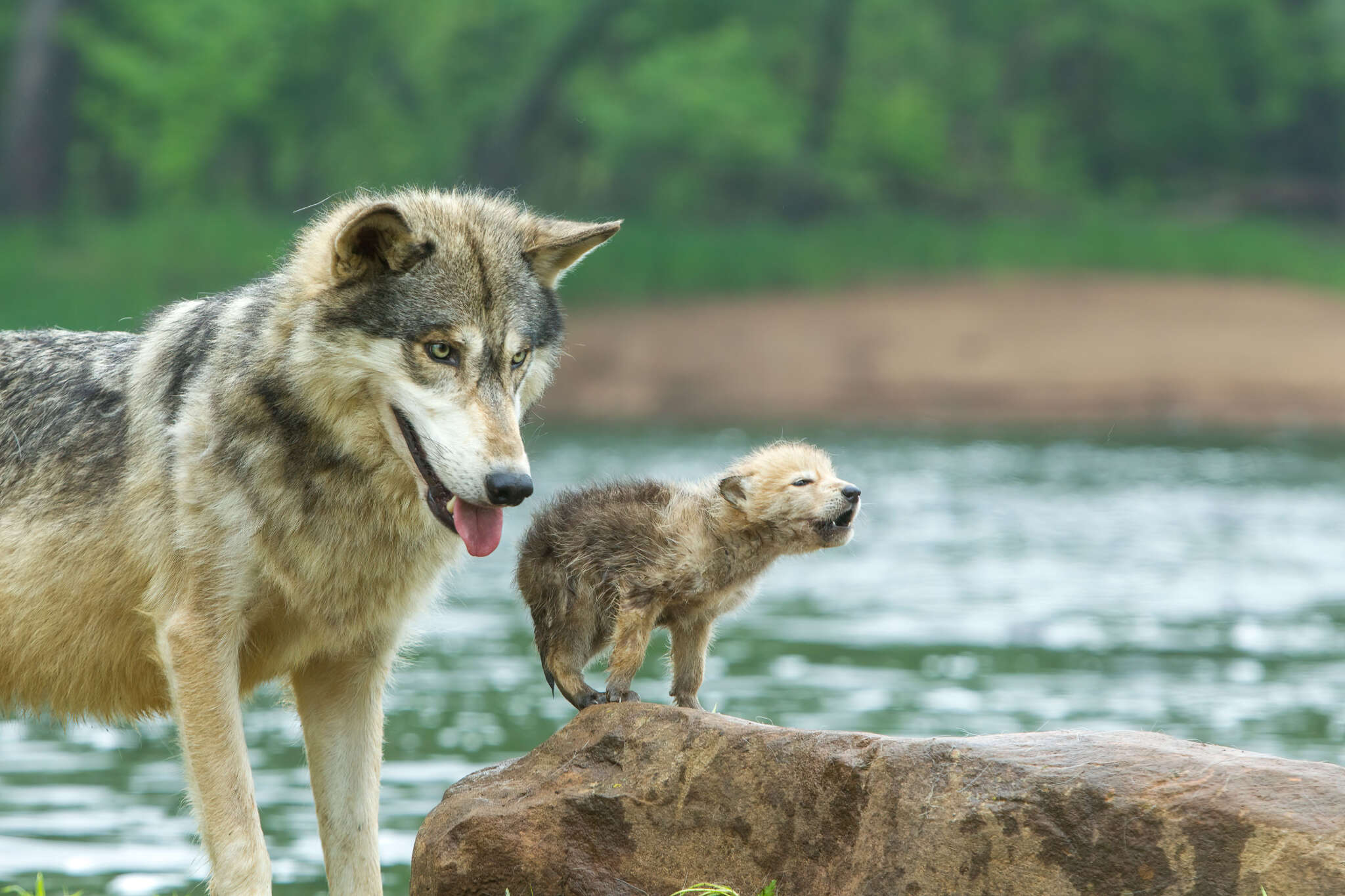 Republicans Added 27 Anti Wildlife Measures In FY 2024 Appropriations   2024 0118 Gray Wolves 2048x1365 