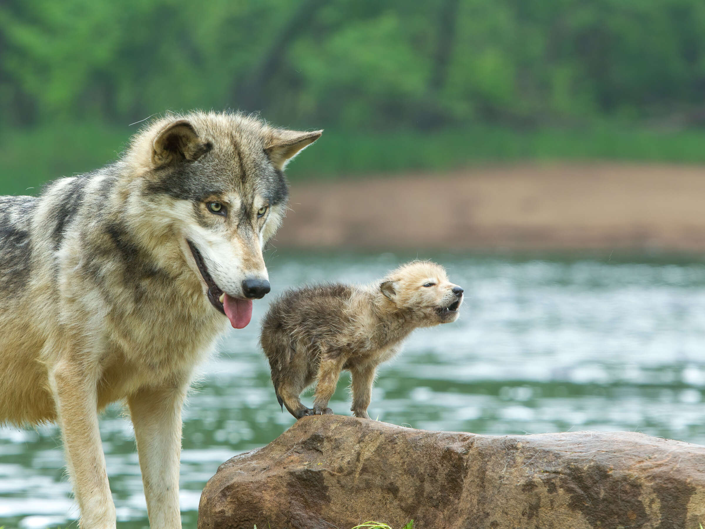 Wolves Remain at Risk as Hunters and Their State-Level Allies Call the ...