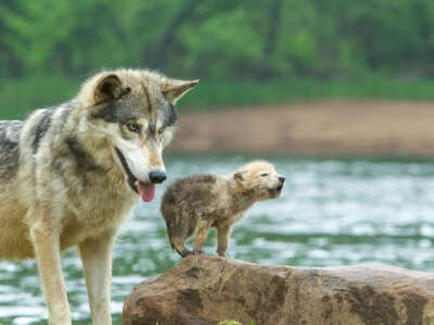 A gray wolf and pup are pictured in Minnesota.