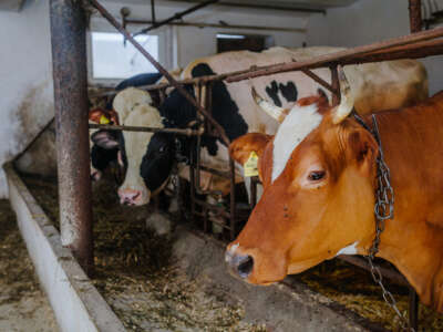 cows in a factory farm