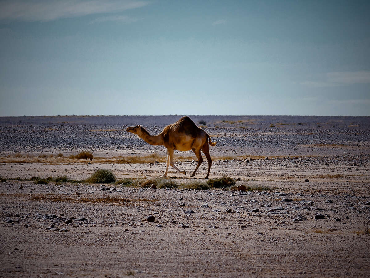 UN Warns Human Activity Pushes Over 1 in 5 Migratory Species Toward Extinction