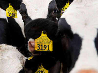 Cows stand in a corral at the Jordan Dairy Farms Heifer Facility in Spencer, Massachussetts, on June 5, 2020.
