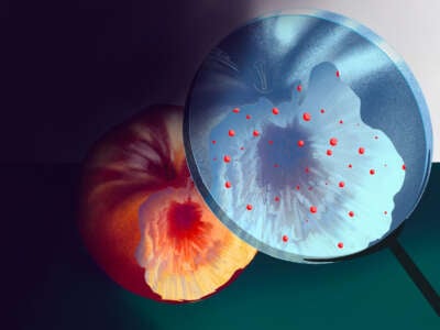 An illustration of a peach being inspected underneath a magnifying glass to reveal particles of red plastic bubbles embedded in its flesh
