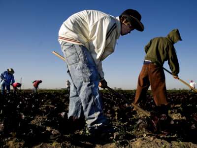 Migrant workers weed lettuce seed plants