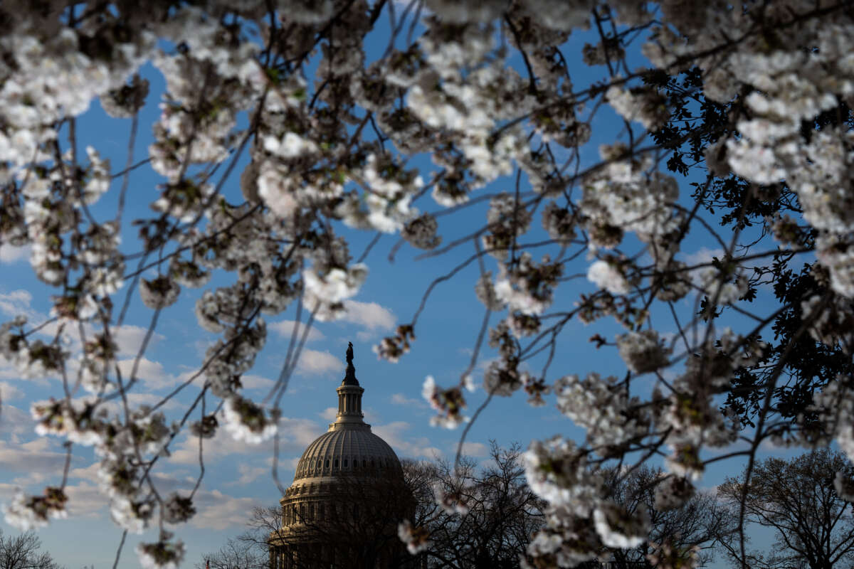 Peak bloom cherry blossoms frame the U.S. Capitol dome on the first full day of spring on March 20, 2024.