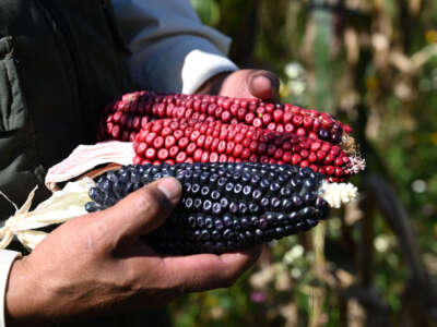 Mexican farmer Arnulfo Melo shows a harvested corn from his organic corn field in Milpa Alta, state of Mexico, on October 18, 2021.
