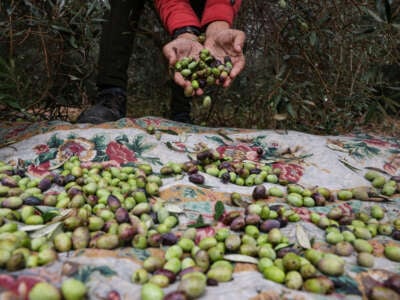 A Palestinian picks up olives from a tree in Juhr al-Dik in the central Gaza Strip, on November 27, 2023.