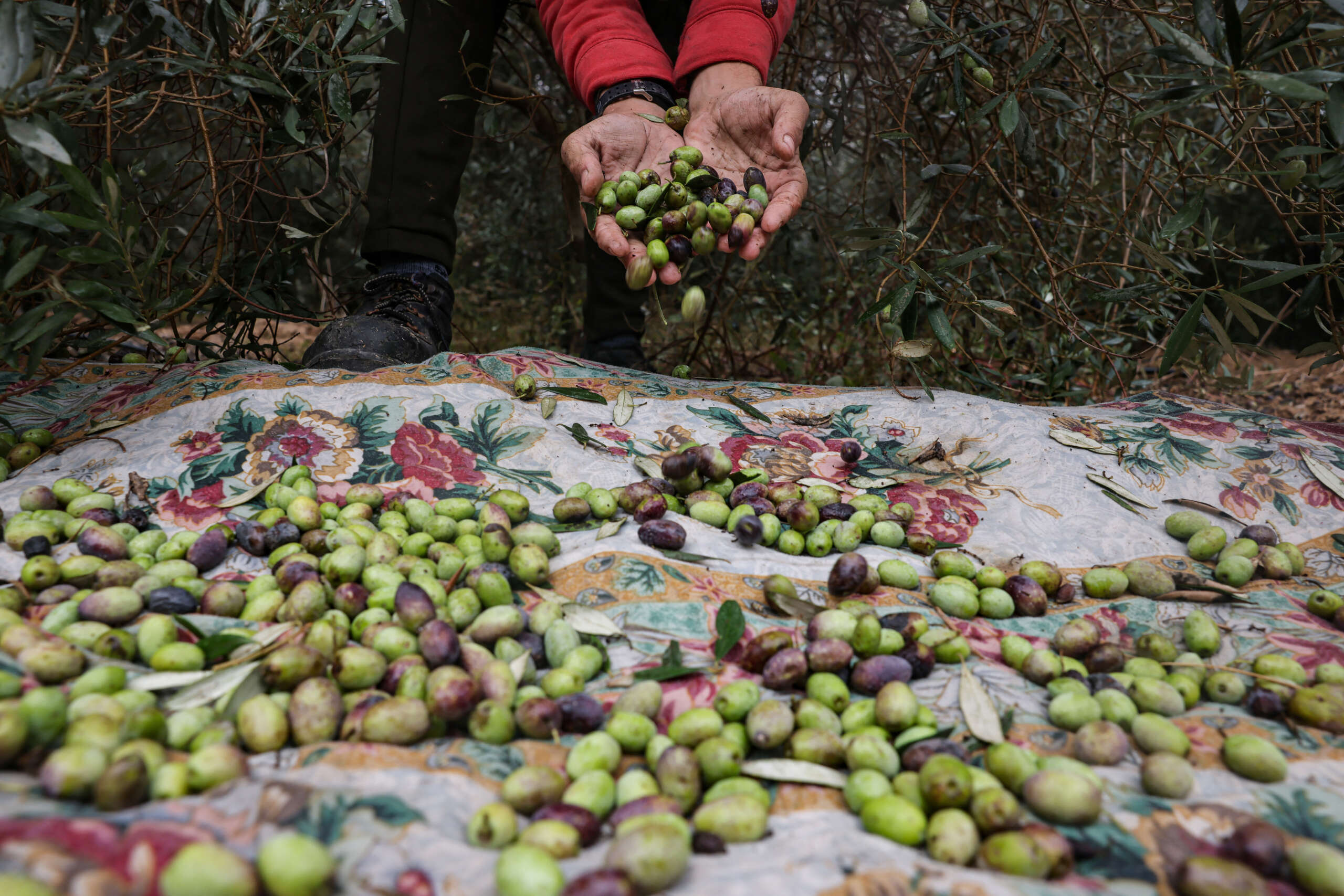A Palestinian picks up olives from a tree in Juhr al-Dik in the central Gaza Strip, on November 27, 2023.