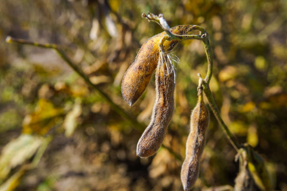 Dry soybeans are seen in Firmat, Argentina, on March 26, 2024.