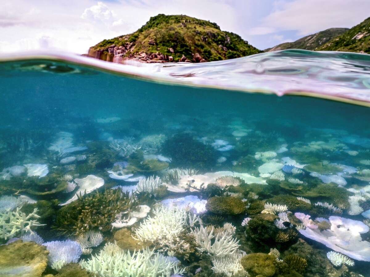 From Florida to Australia, Global Coral Bleaching Could Soon Be Worst on Record