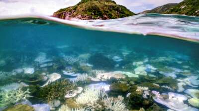 This underwater photo taken on April 5, 2024, shows bleached and dead coral around Lizard Island on the Great Barrier Reef, located 270 kilometers (167 miles) north of the city of Cairns.