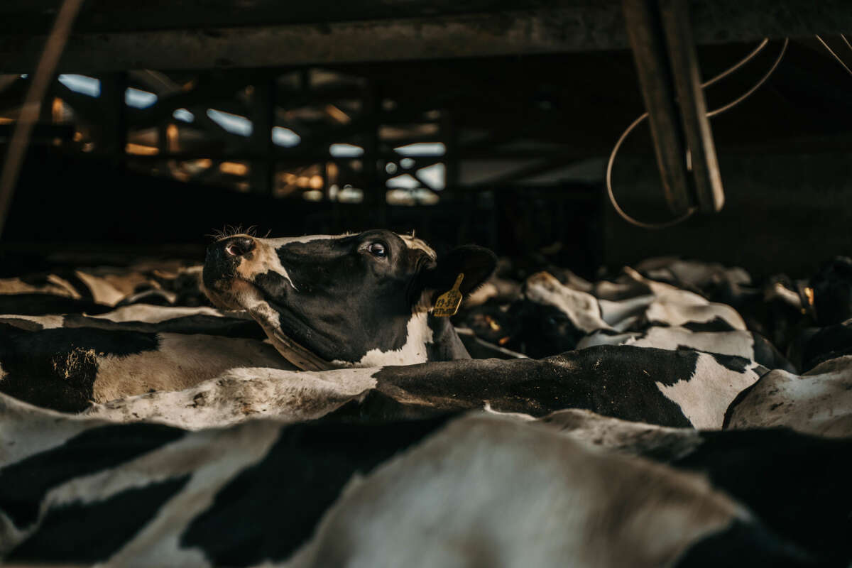 Cows at diary farm