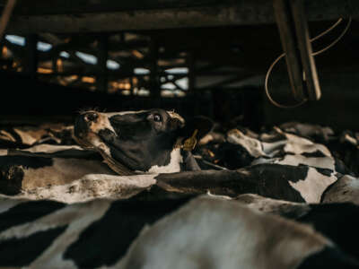 Cows at diary farm