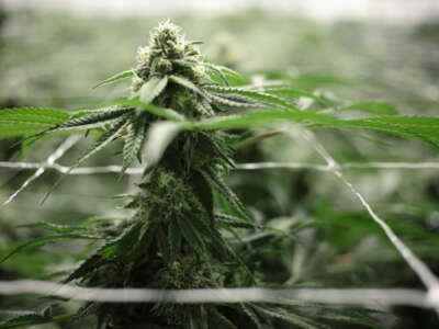 A marijuana cannabis plant peaks through netting at an indoor grow operation