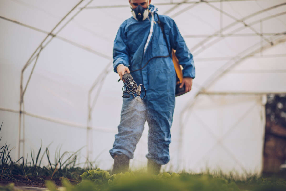 A farmer wearing protective gear sprays pesticide on lettuce.