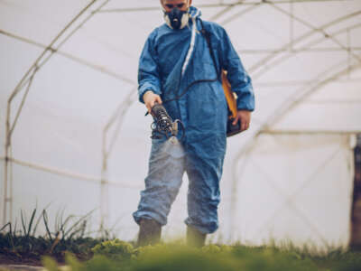 A farmer wearing protective gear sprays pesticide on lettuce.
