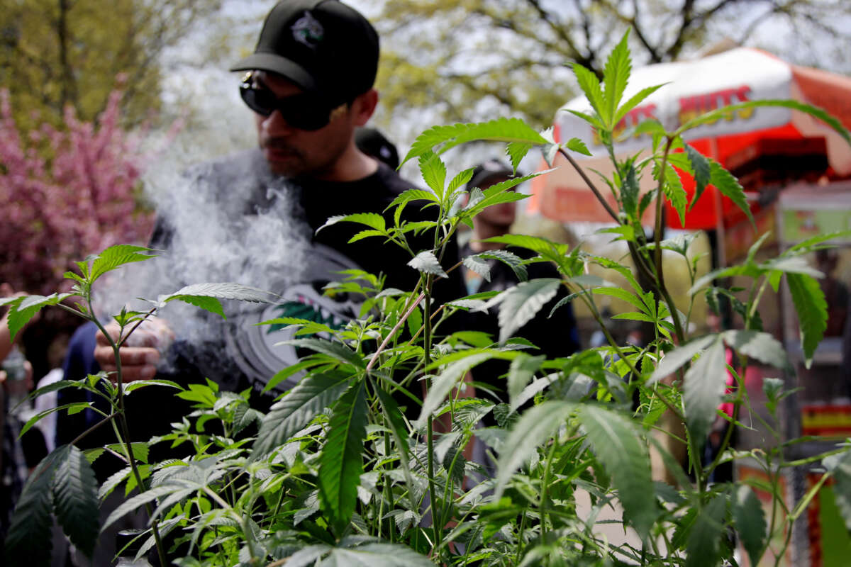 Marijuana plants are seen in the foreground as someone smokes behind them