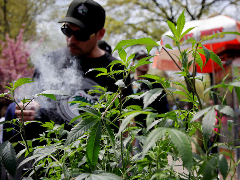 Marijuana plants are seen in the foreground as someone smokes behind them