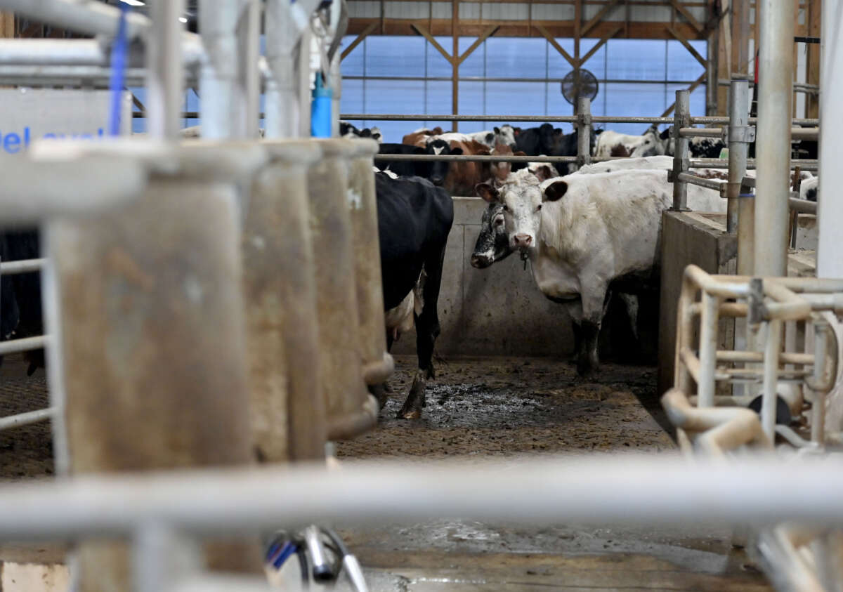 Dairy cattle are herded into the milking parlor on January 27, 2022, in Shavertown, Pennsylvania.