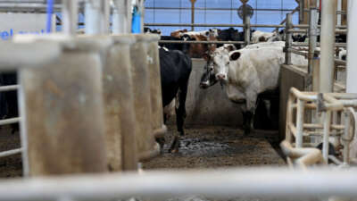 Dairy cattle are herded into the milking parlor on January 27, 2022, in Shavertown, Pennsylvania.