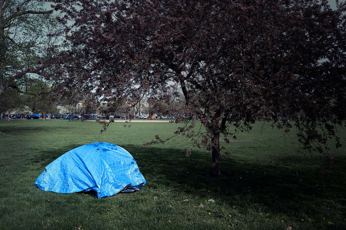 A tent underneath a crab apple tree