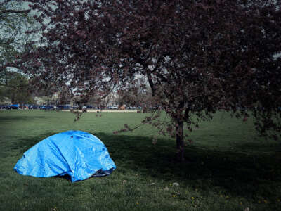 A tent underneath a crab apple tree