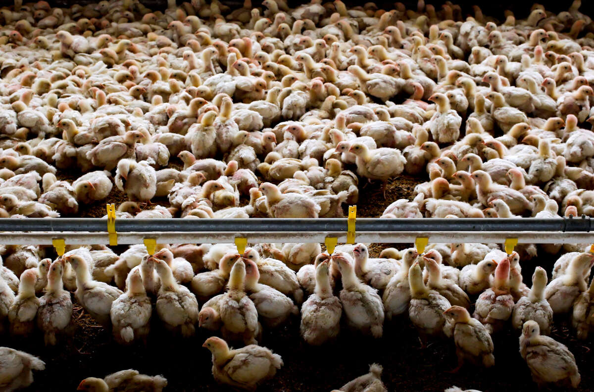 Throngs of baby chicks are packed together in their living area on a farm