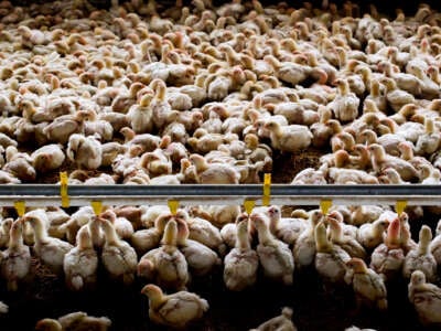 Throngs of baby chicks are packed together in their living area on a farm